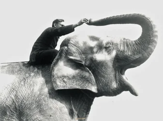 Mand, der rider på en elefant, juni 1922